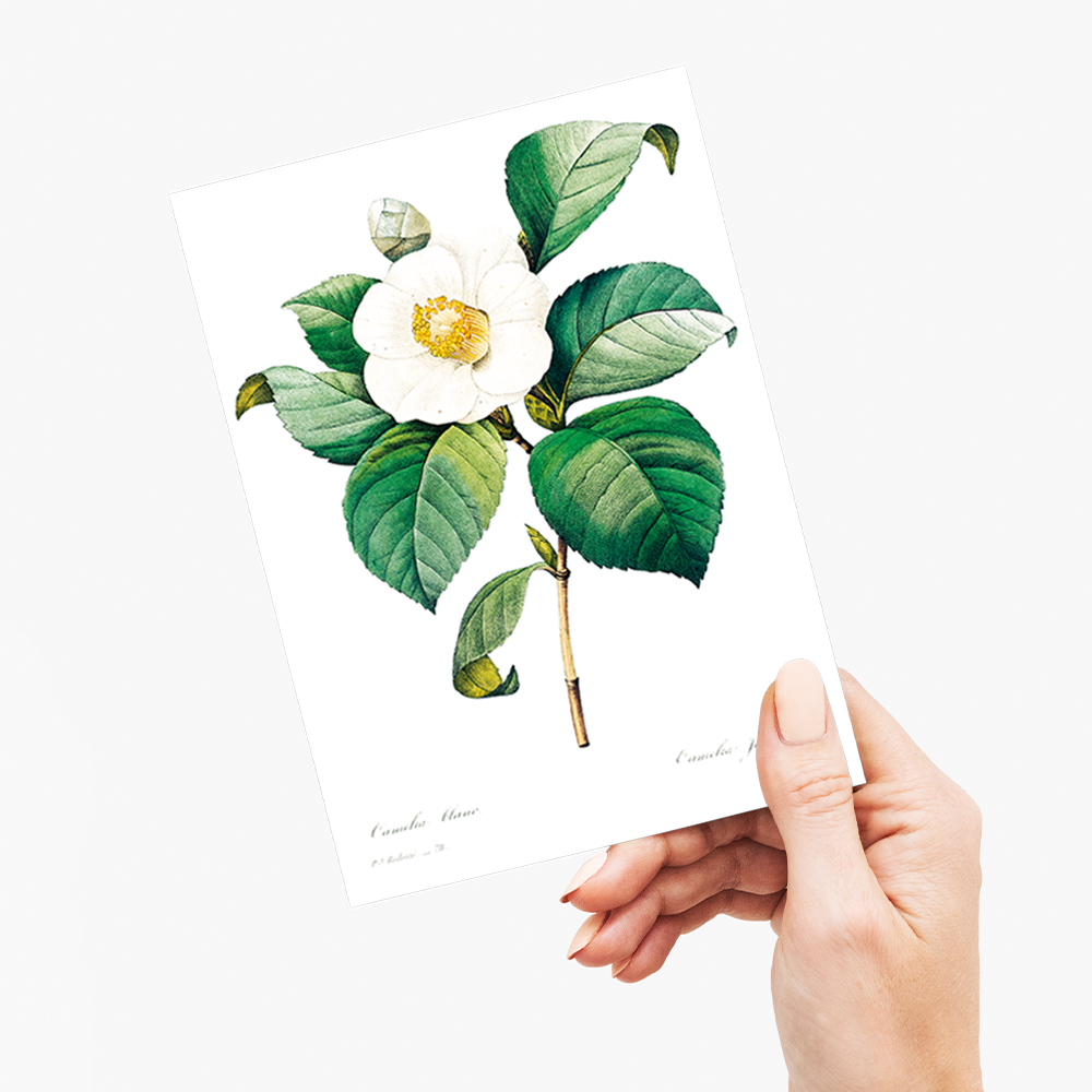 White Japanese camellia By Pierre-Joseph Redouté - Wenskaart