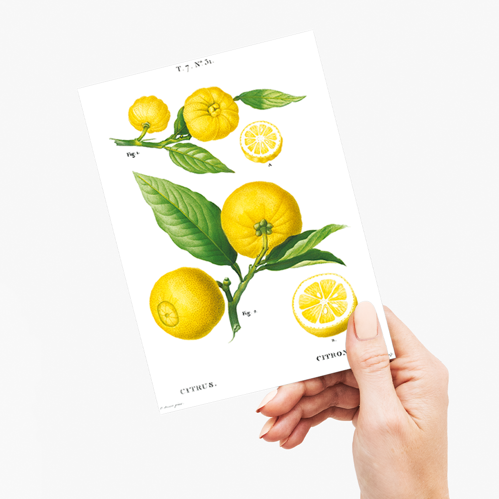 Clusters of citrus By Pierre-Joseph Redouté - Wenskaart