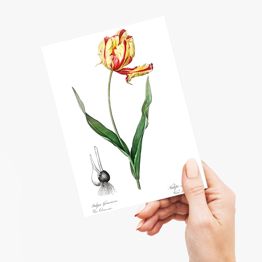 Didier's tulip By Pierre-Joseph Redouté - Wenskaart