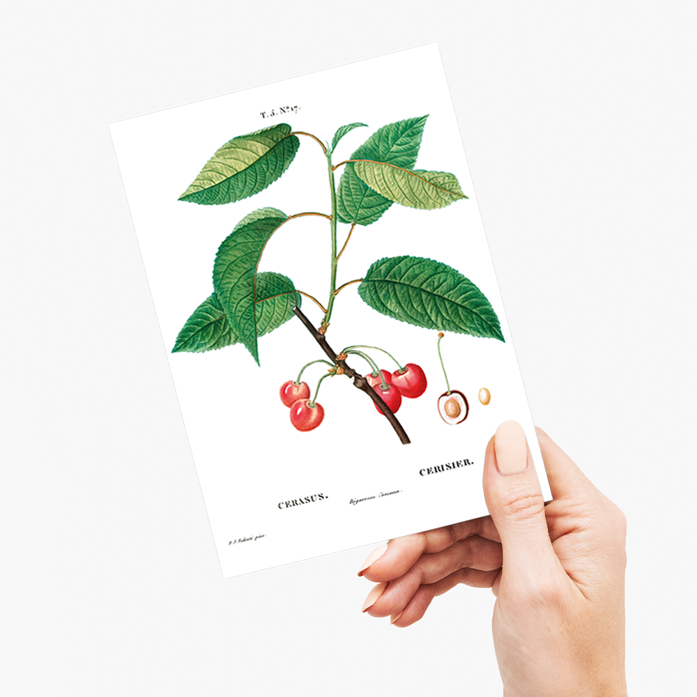 Cherry By Pierre-Joseph Redouté - Wenskaart