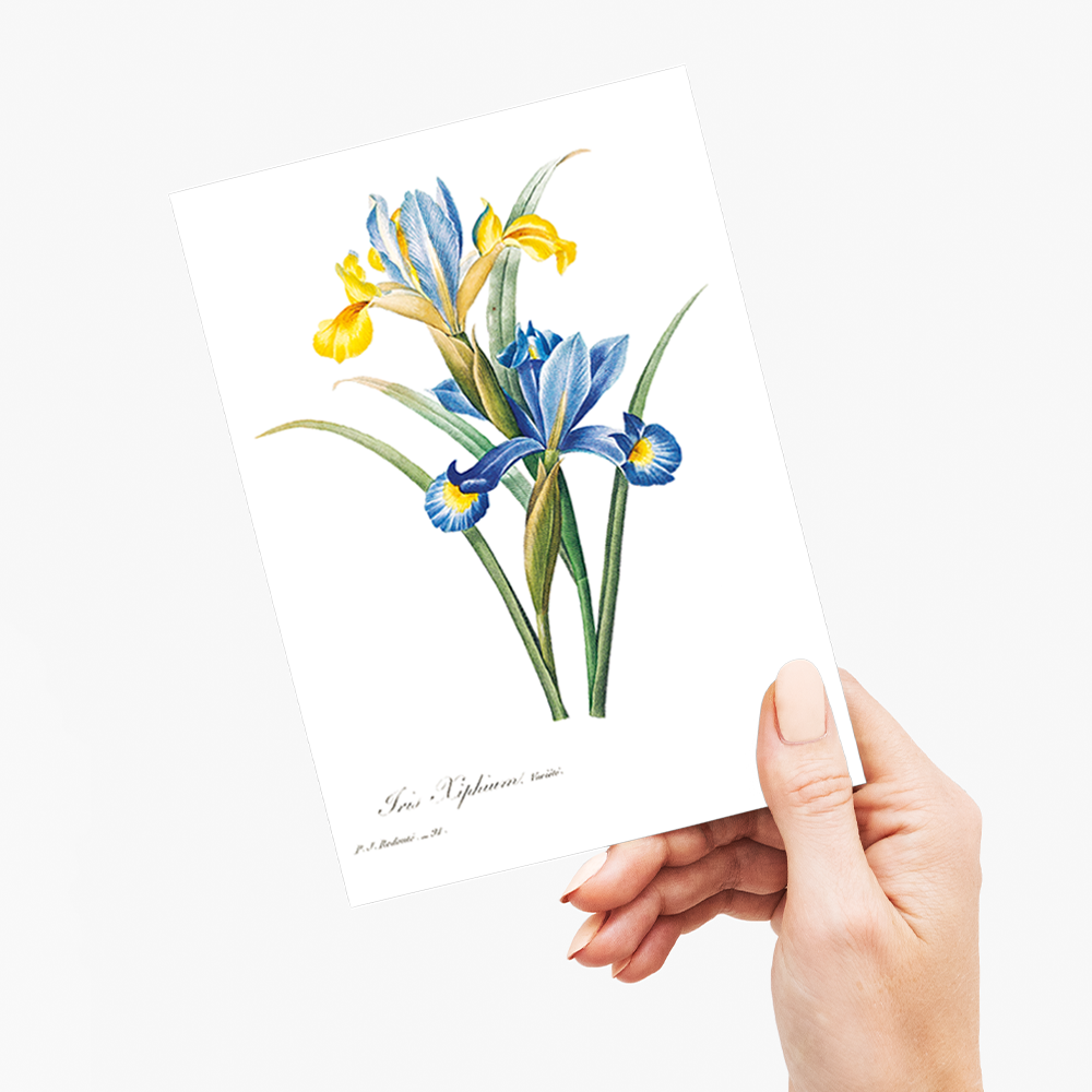 Spanish iris By Pierre-Joseph Redouté - Wenskaart