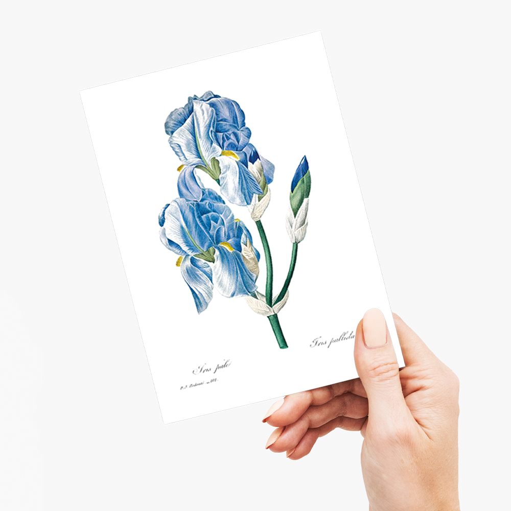 Iris Pallida By Pierre-Joseph Redouté - Wenskaart