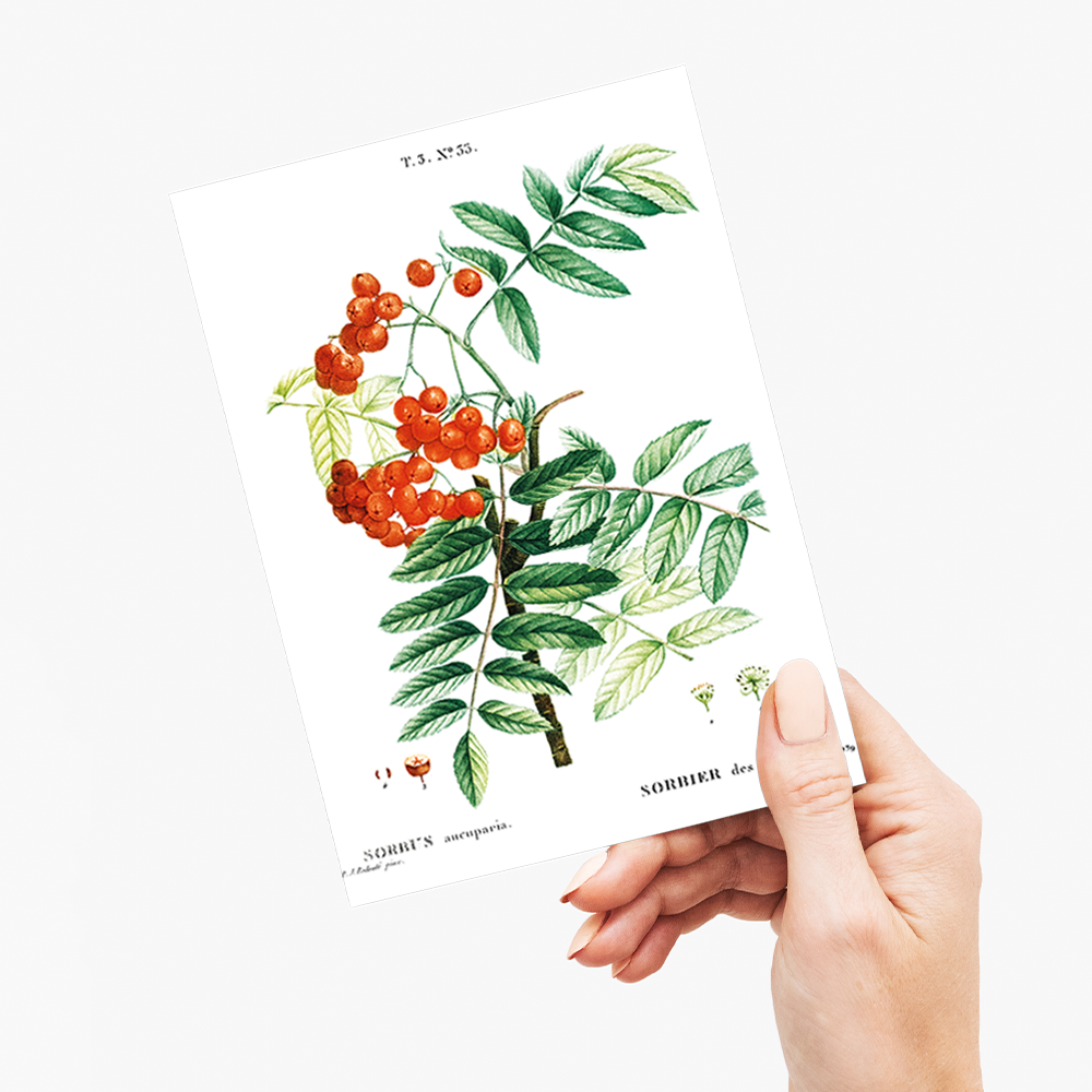 Mountain ash By Pierre-Joseph Redouté - Wenskaart