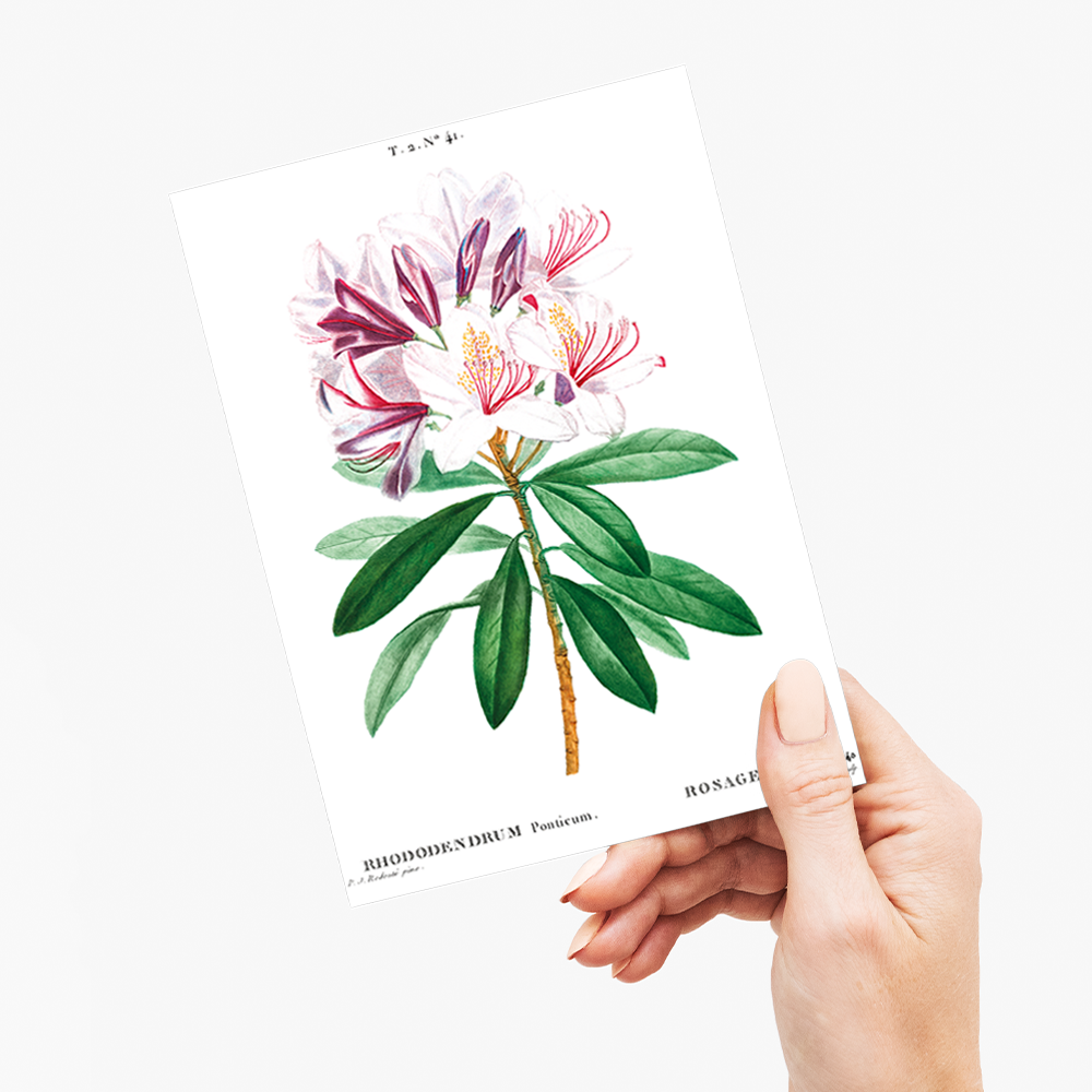 Rhododendron ponticum By Pierre-Joseph Redouté - Wenskaart