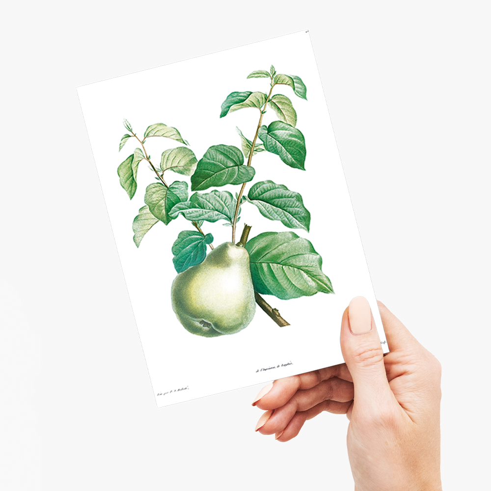 Pear fruit By Pierre-Joseph Redouté - Wenskaart