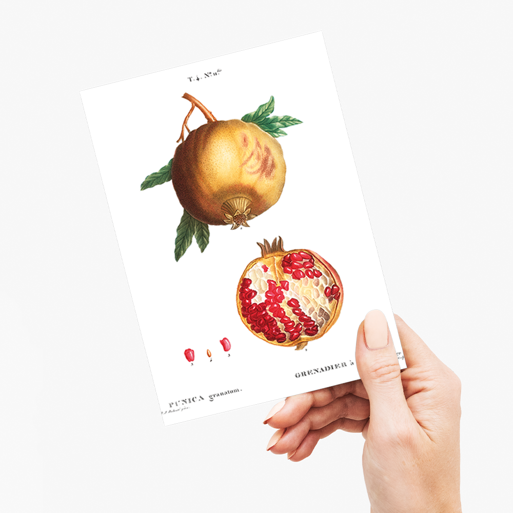 Pomegranate By Pierre-Joseph Redouté - Wenskaart