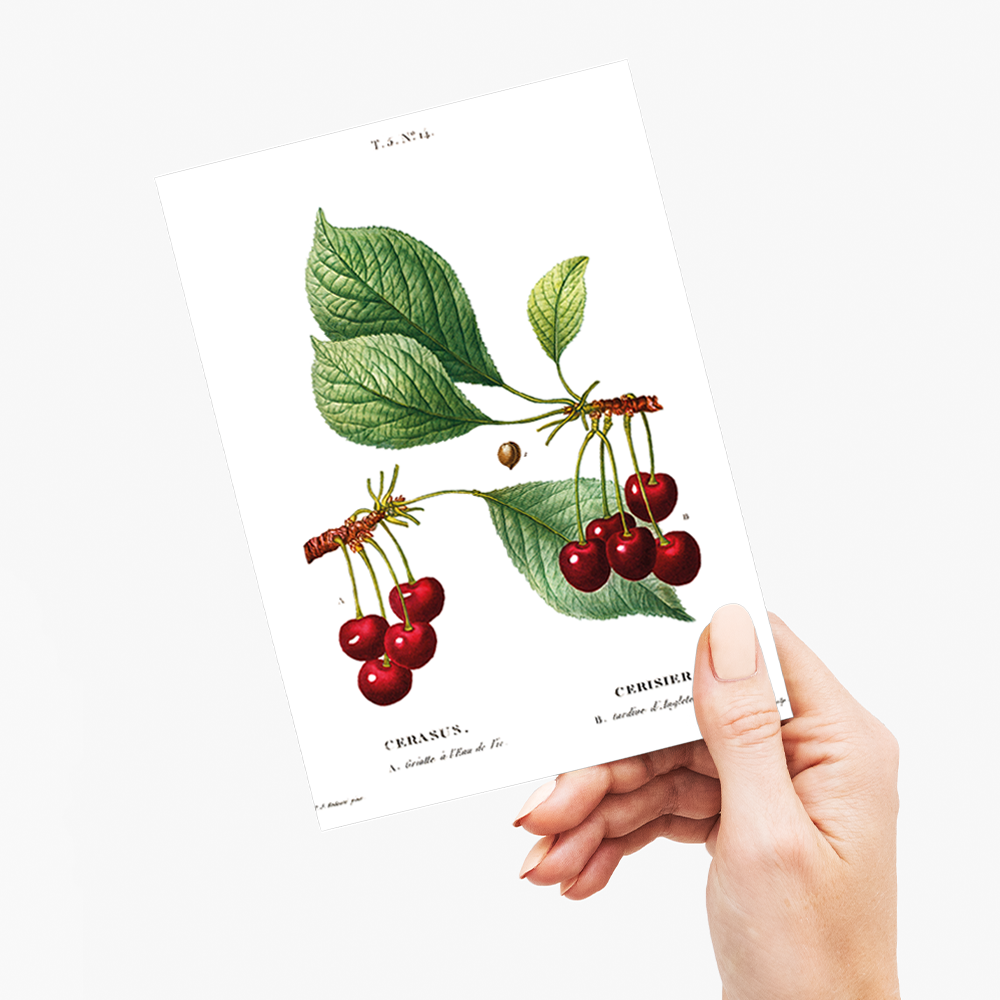 Cherry II By Pierre-Joseph Redouté - Wenskaart