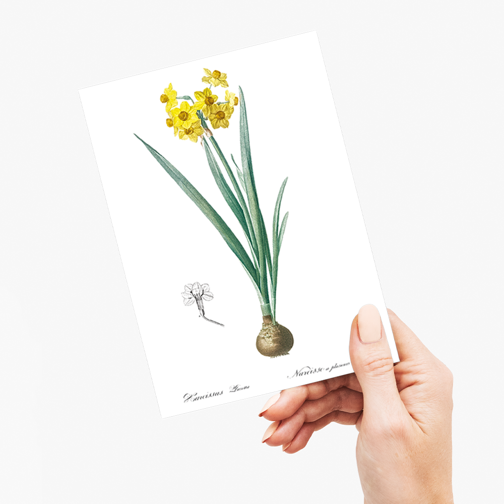 Daffodil By Pierre-Joseph Redouté - Wenskaart