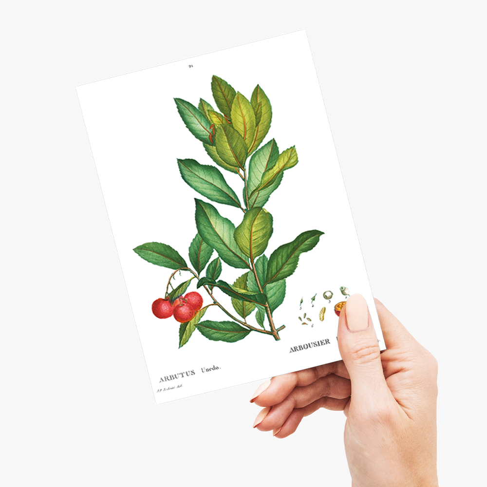 Strawberry tree By Pierre-Joseph Redouté - Wenskaart