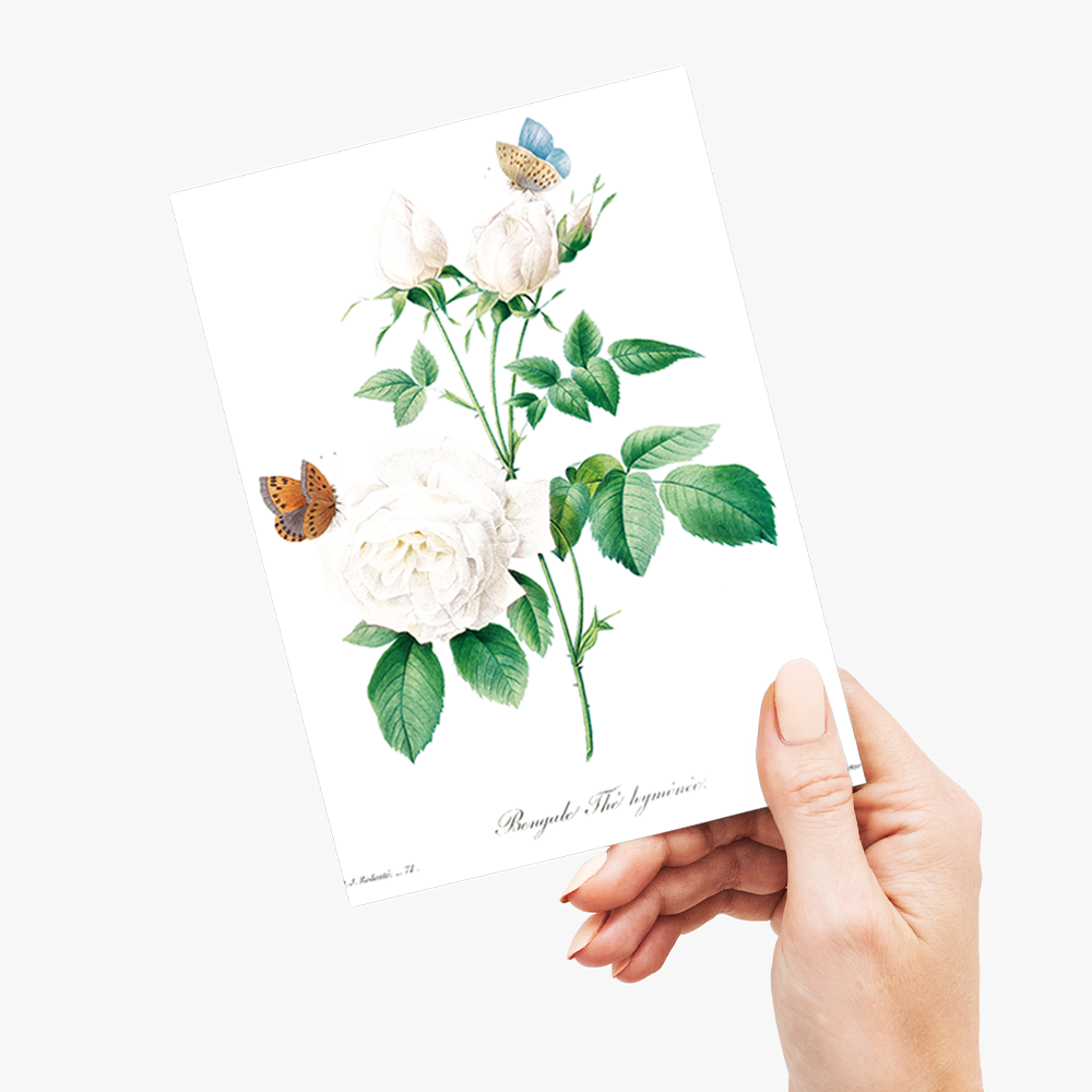 White rose By Pierre-Joseph Redouté - Wenskaart