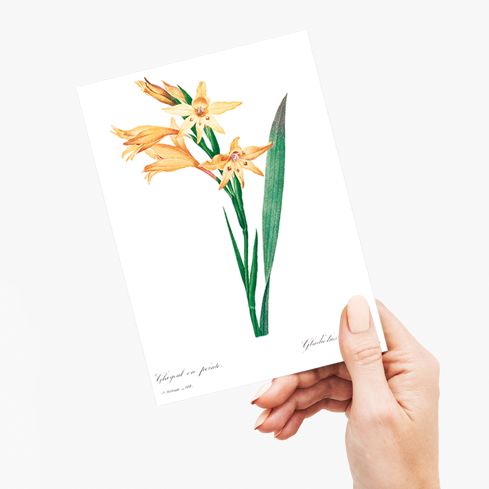 Gladiolus By Pierre-Joseph Redouté - Wenskaart