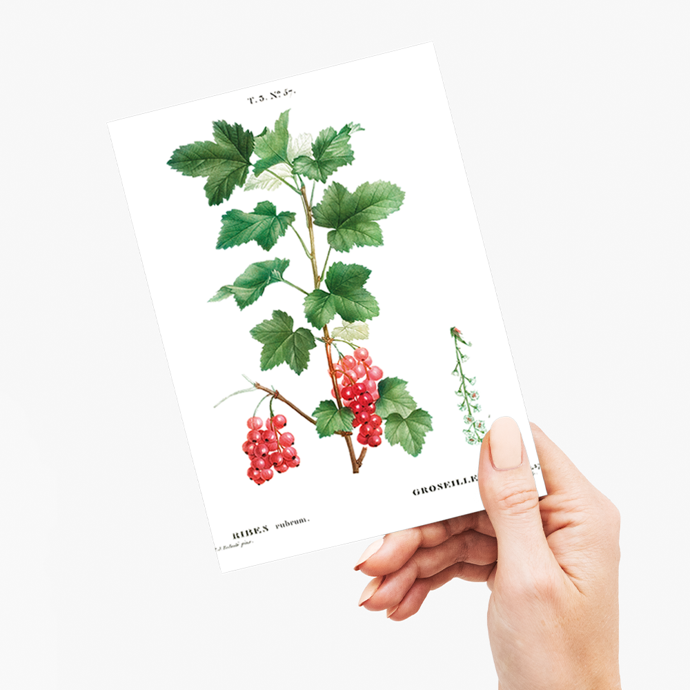 Redcurrant By Pierre-Joseph Redouté - Wenskaart