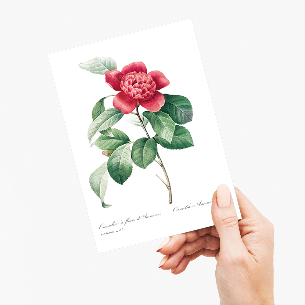 Red Anemone Camellia By Pierre-Joseph Redouté - Wenskaart