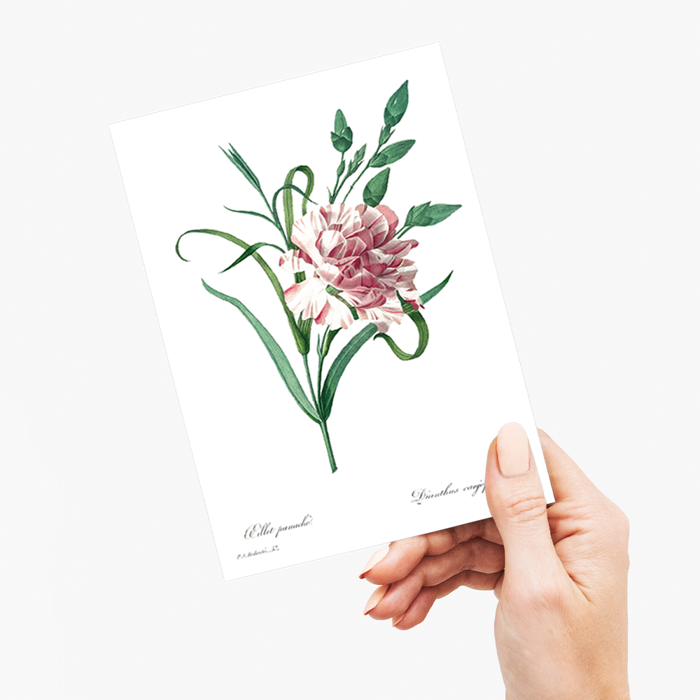 Carnation By Pierre-Joseph Redouté - Wenskaart