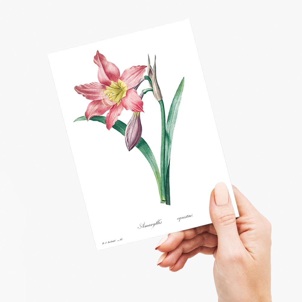 Amaryllis Equestre By Pierre-Joseph Redouté - Wenskaart