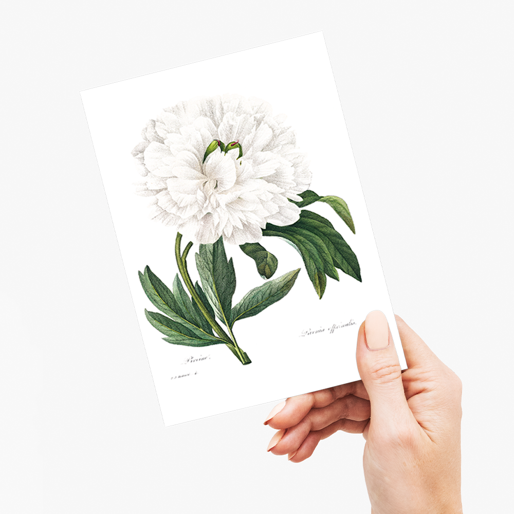 Peony By Pierre-Joseph Redouté - Wenskaart