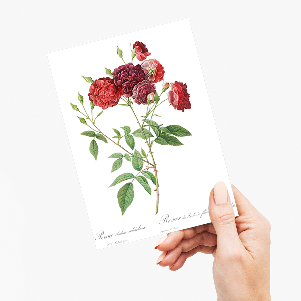 Ternaux Rose By Pierre-Joseph Redouté - Wenskaart
