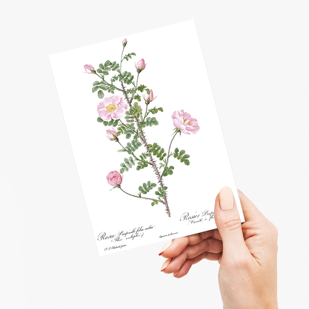 Double Pink Scotch By Pierre-Joseph Redouté - Wenskaart