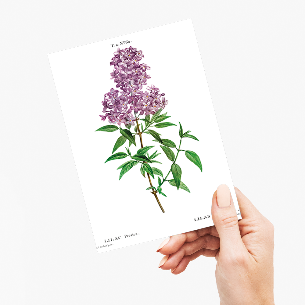 Persian lilac By Pierre-Joseph Redouté - Wenskaart