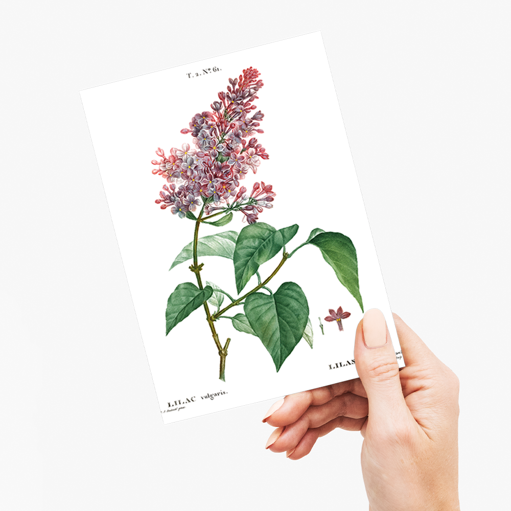 Comon lilac By Pierre-Joseph Redouté - Wenskaart
