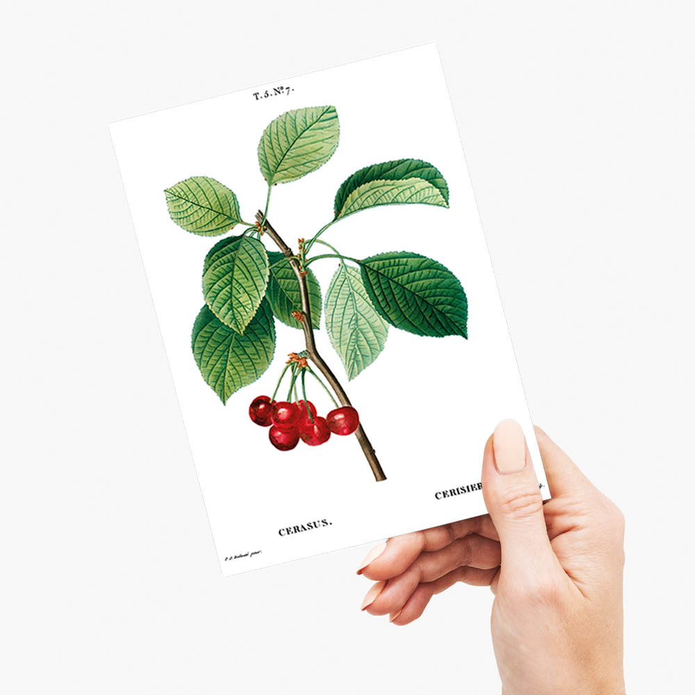 Cherry III By Pierre-Joseph Redouté - Wenskaart