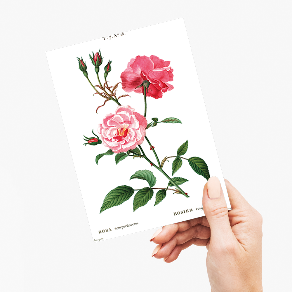 Ever-blowing rose By Pierre-Joseph Redouté - Wenskaart