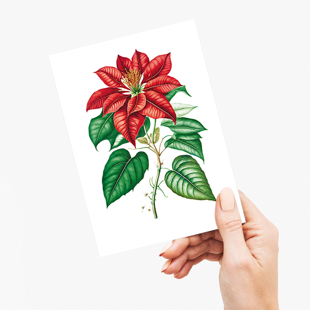 Poinsettia - Wenskaart