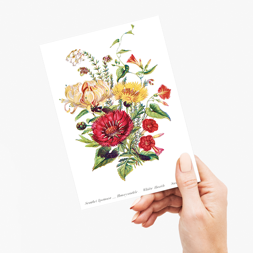 Scarlet Ipomoea, Honeysuckle, White Heath and Sweet Sulian - Wenskaart