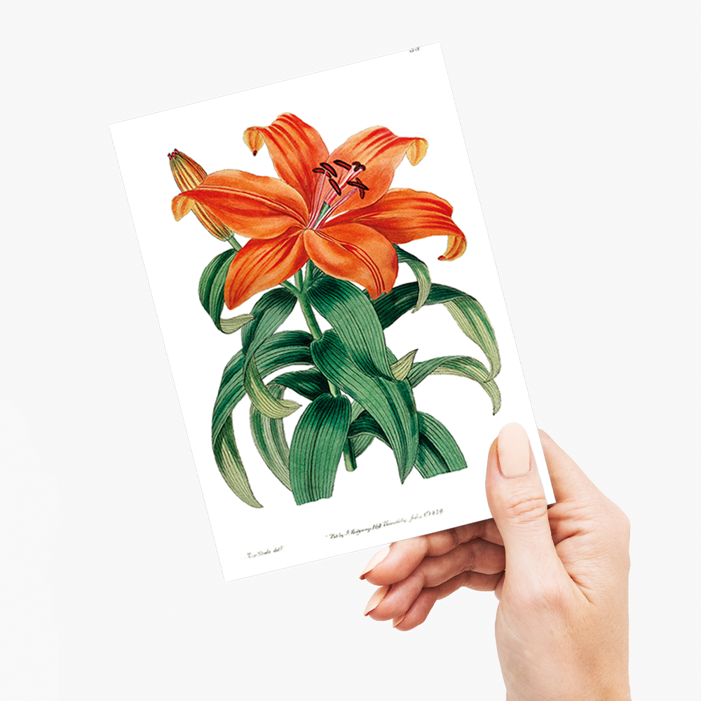 Thunberg's orange lily - Wenskaart