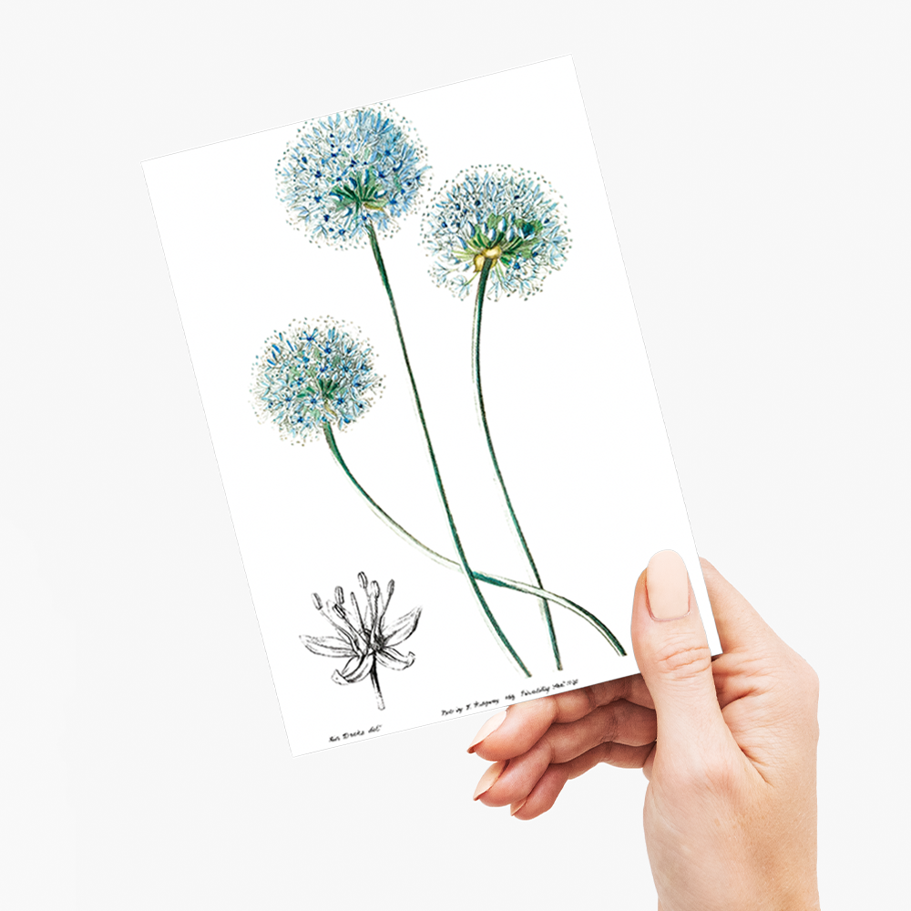 Blue leek - Wenskaart