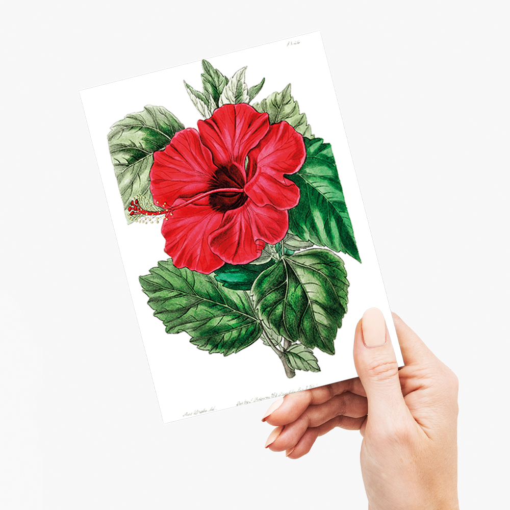 Single-flowered Chinese rose mallow - Wenskaart