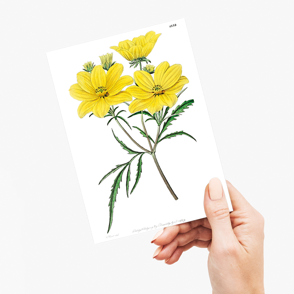 Golden coreopsis - Wenskaart