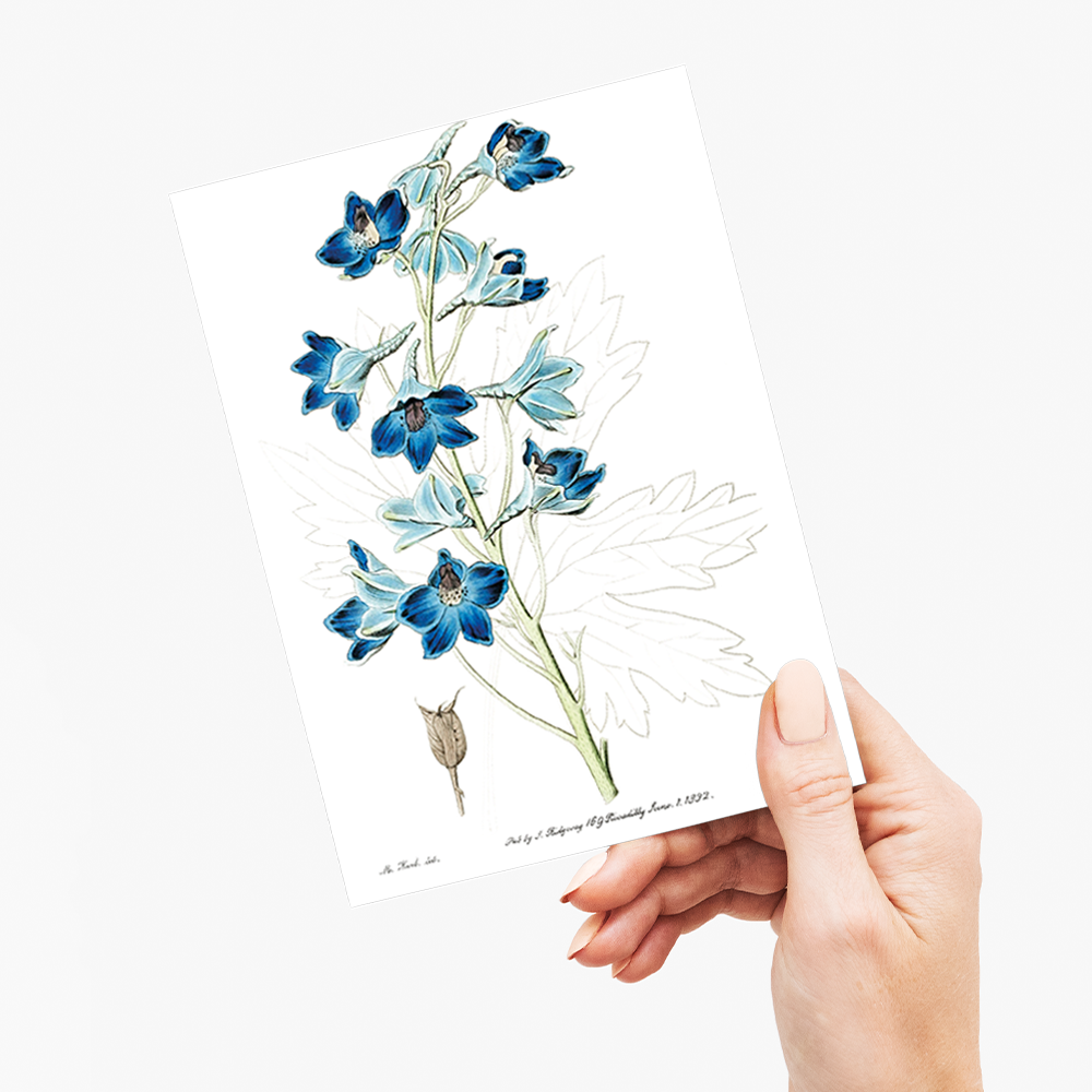Shewy delphinium - Wenskaart