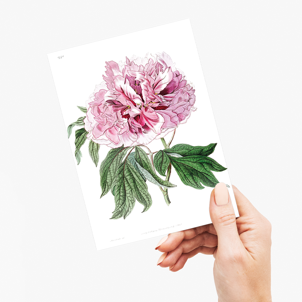 Double red curled tree peony - Wenskaart
