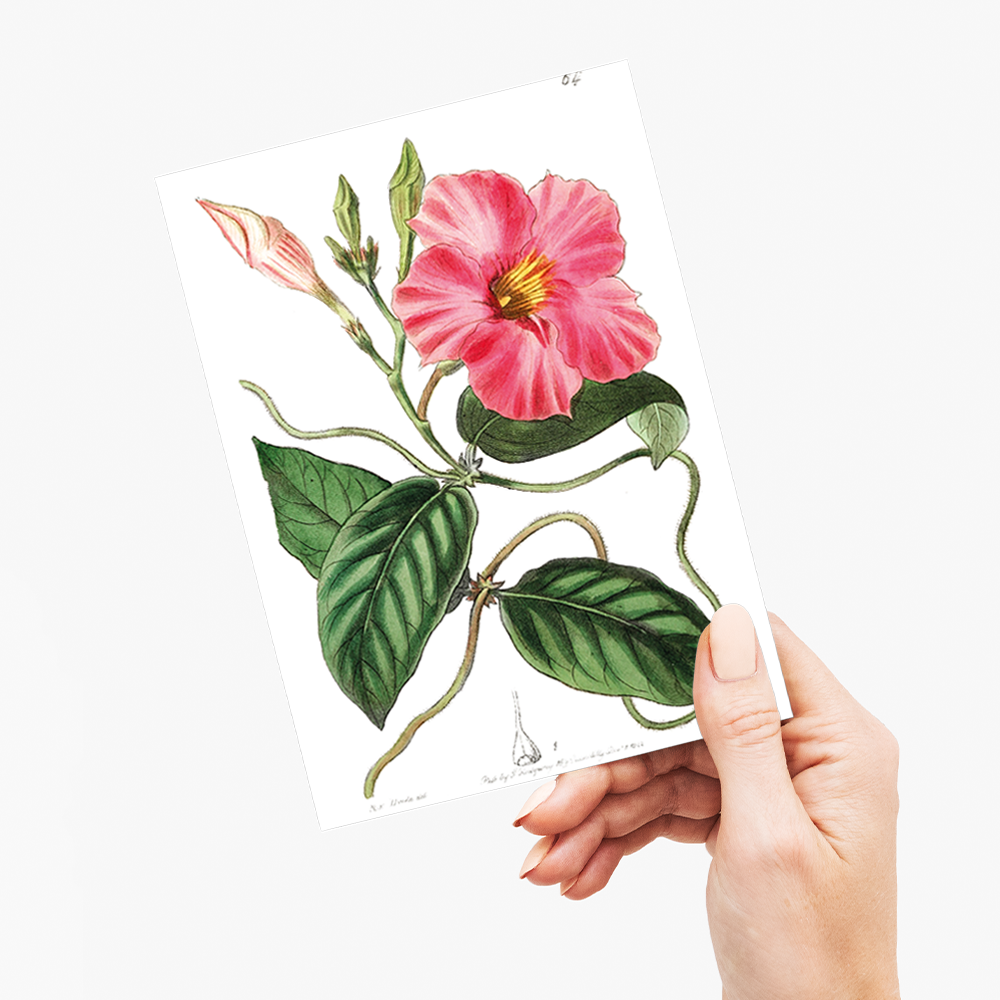 Knob-jointed dipladenia - Wenskaart