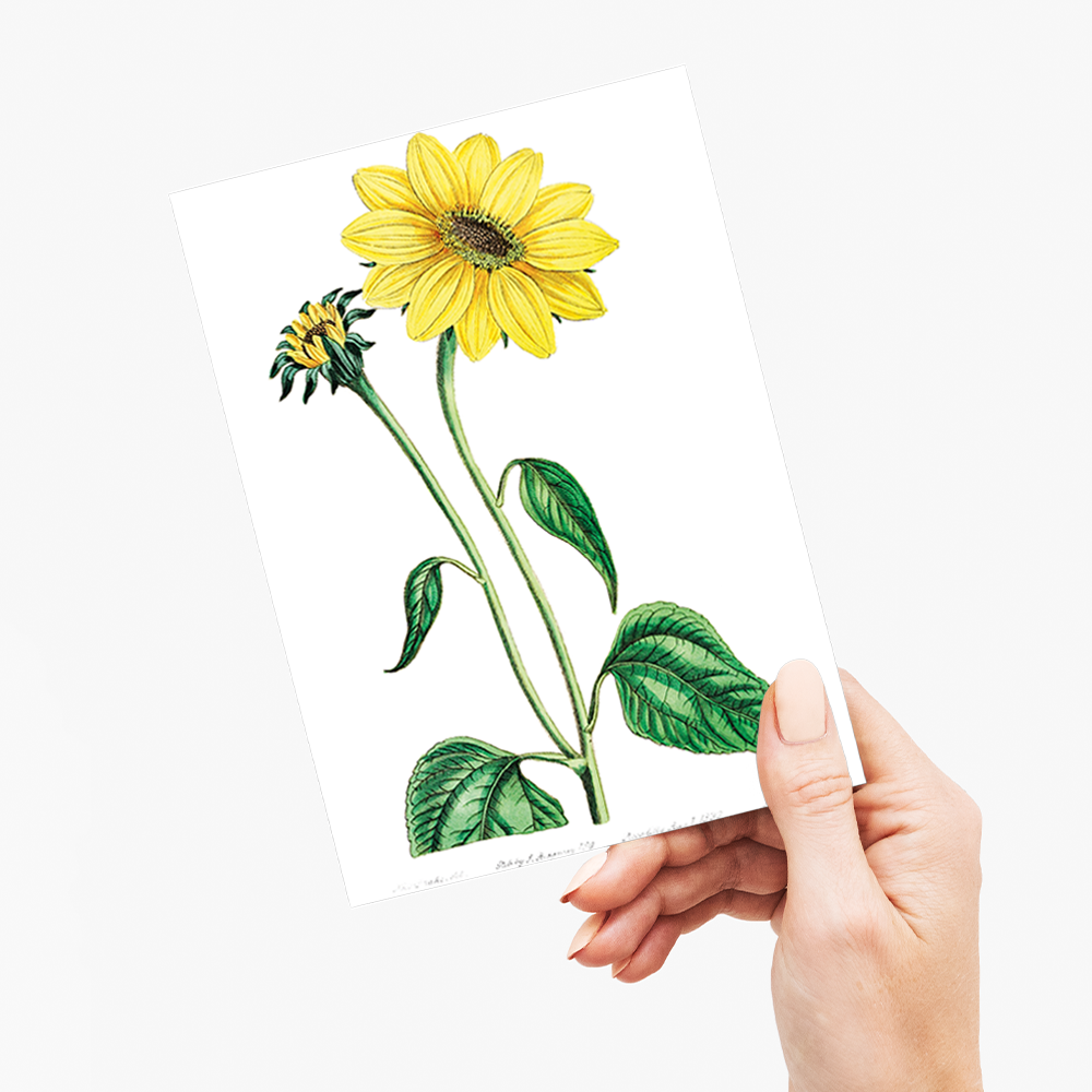Trumpet stalked sunflower - Wenskaart