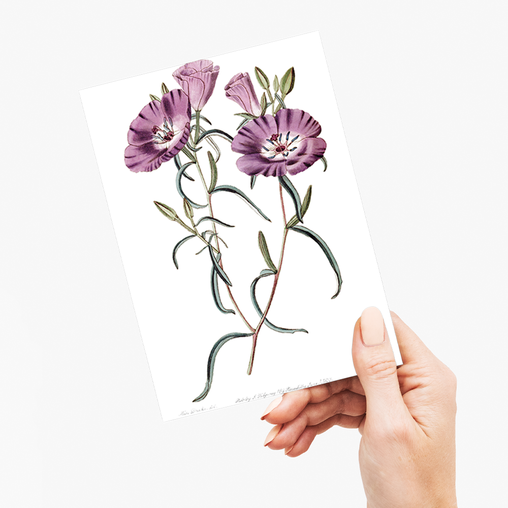 Large Purple Chilian Evening Primrose - Wenskaart