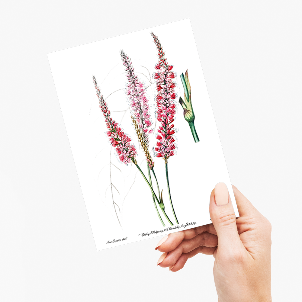 Stem-clasping polygonum - Wenskaart