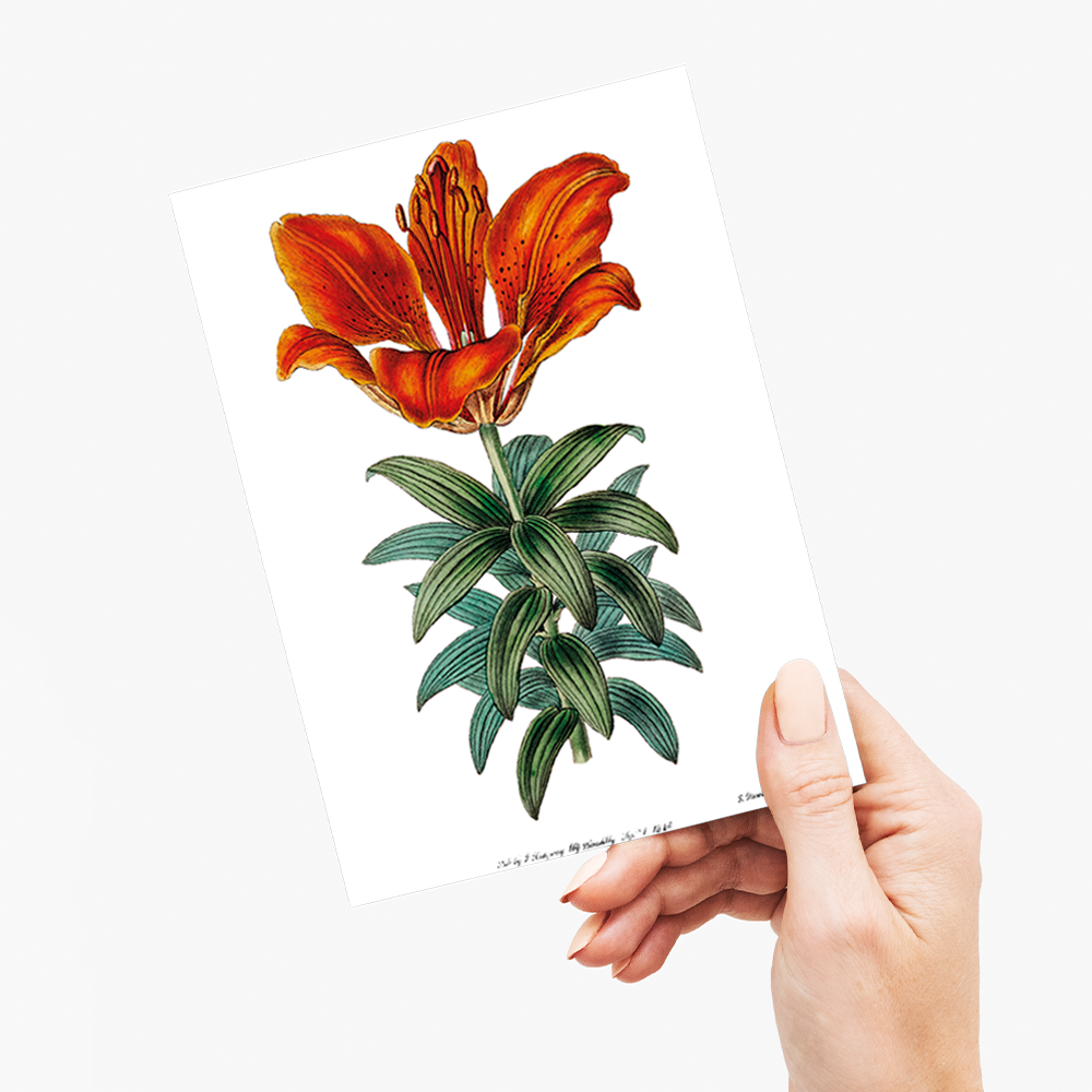 Blood red lily - Wenskaart