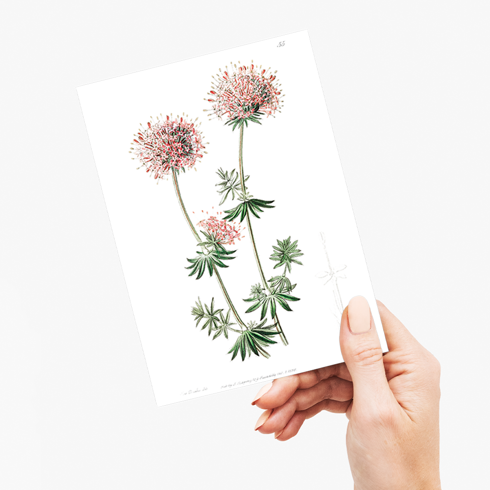 Long-styled crucianella - Wenskaart