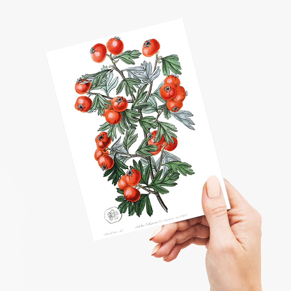 Sweetest-scented hawthorn - Wenskaart