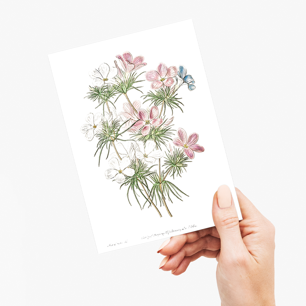 Thick-flowered slender-tube - Wenskaart