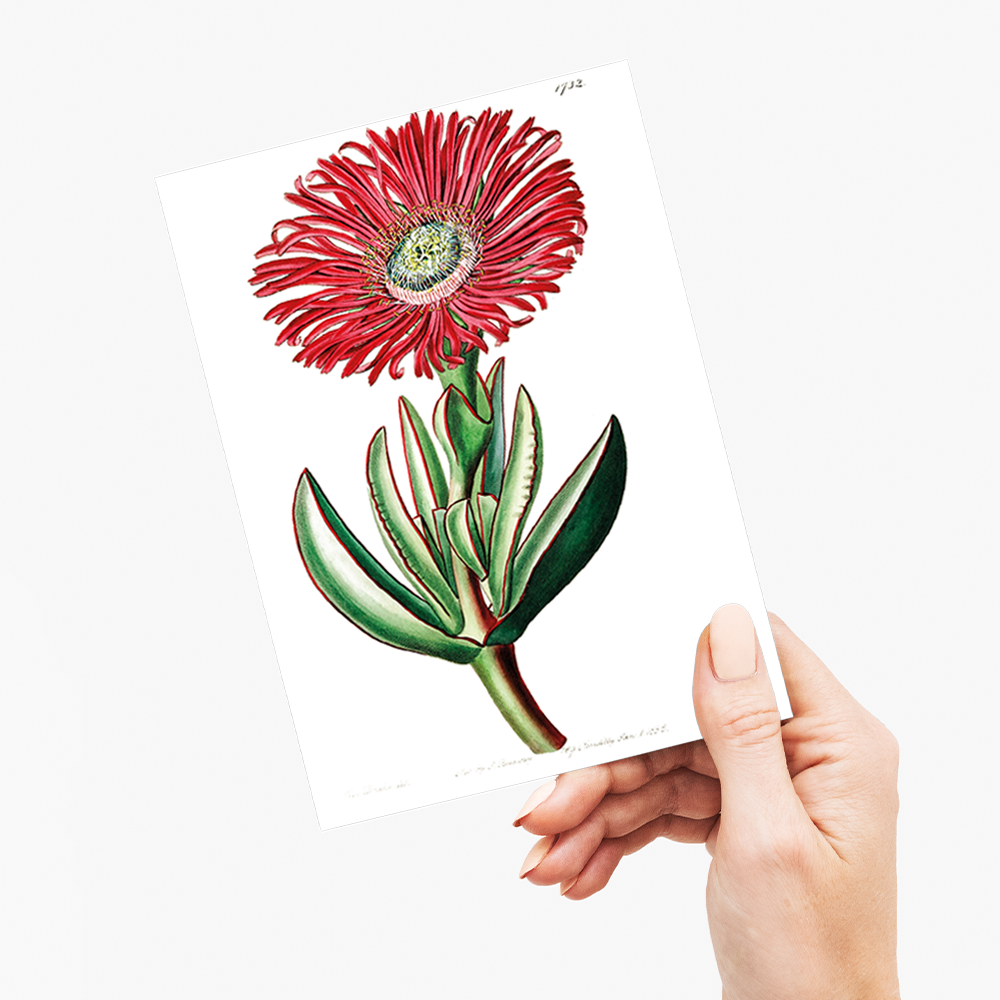 Red-Edged Fig Marigold - Wenskaart