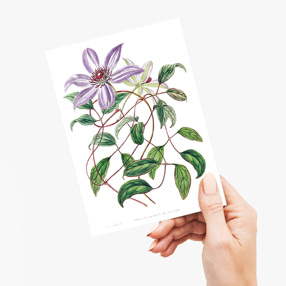 Violet clematis flower - Wenskaart