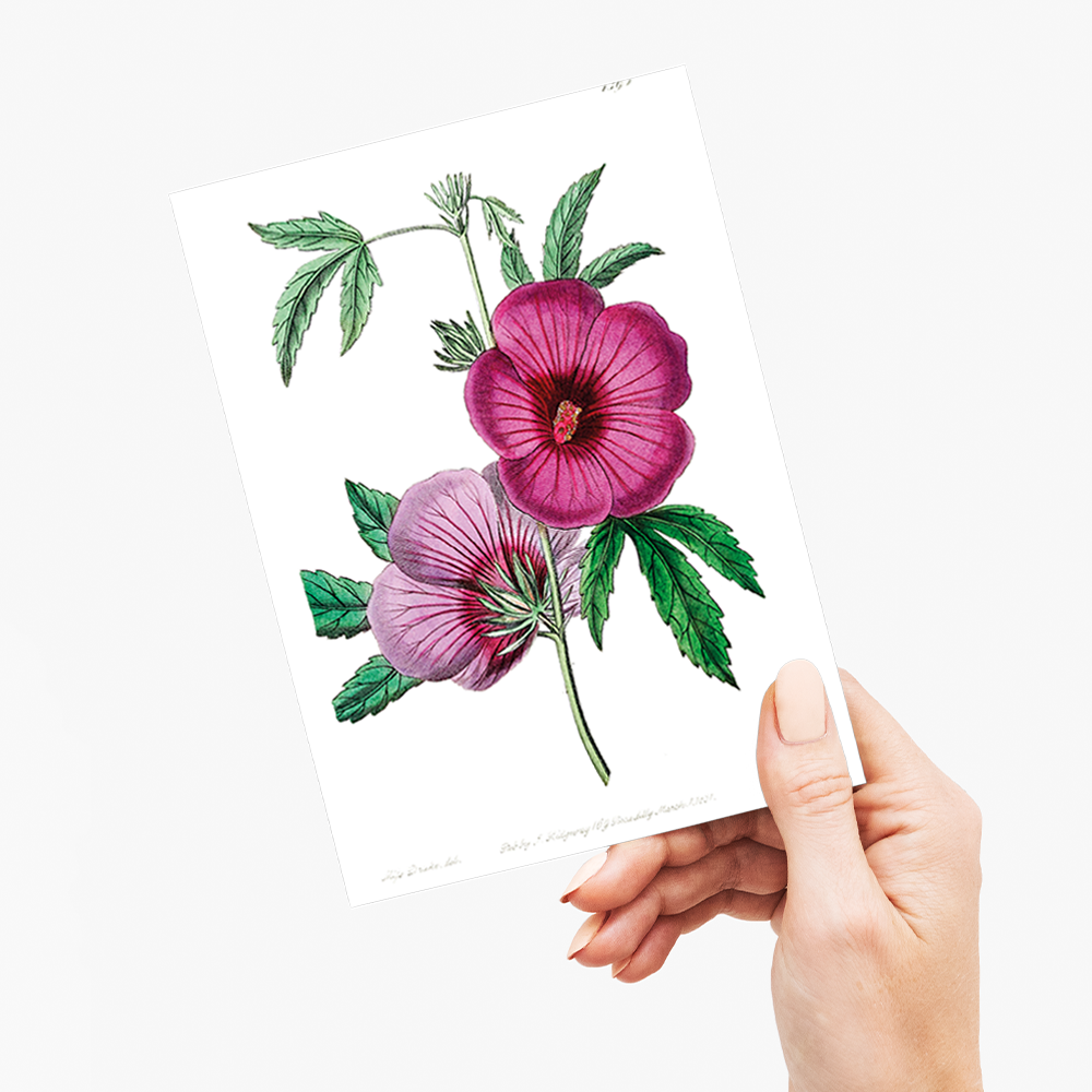 Mr.Lindley's Hibiscus - Wenskaart