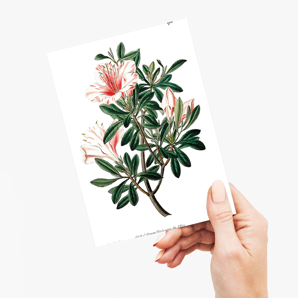 The variegated Chinese azalea - Wenskaart