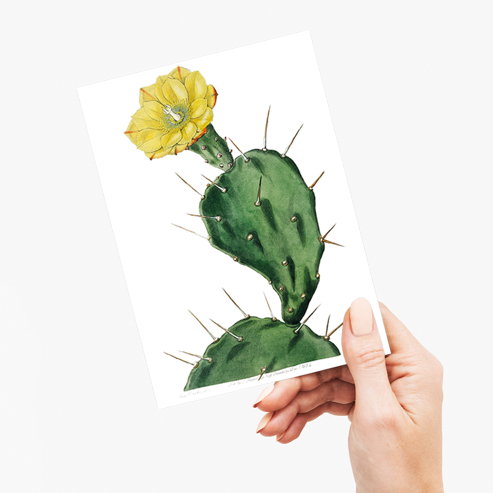 One spined opuntia - Wenskaart