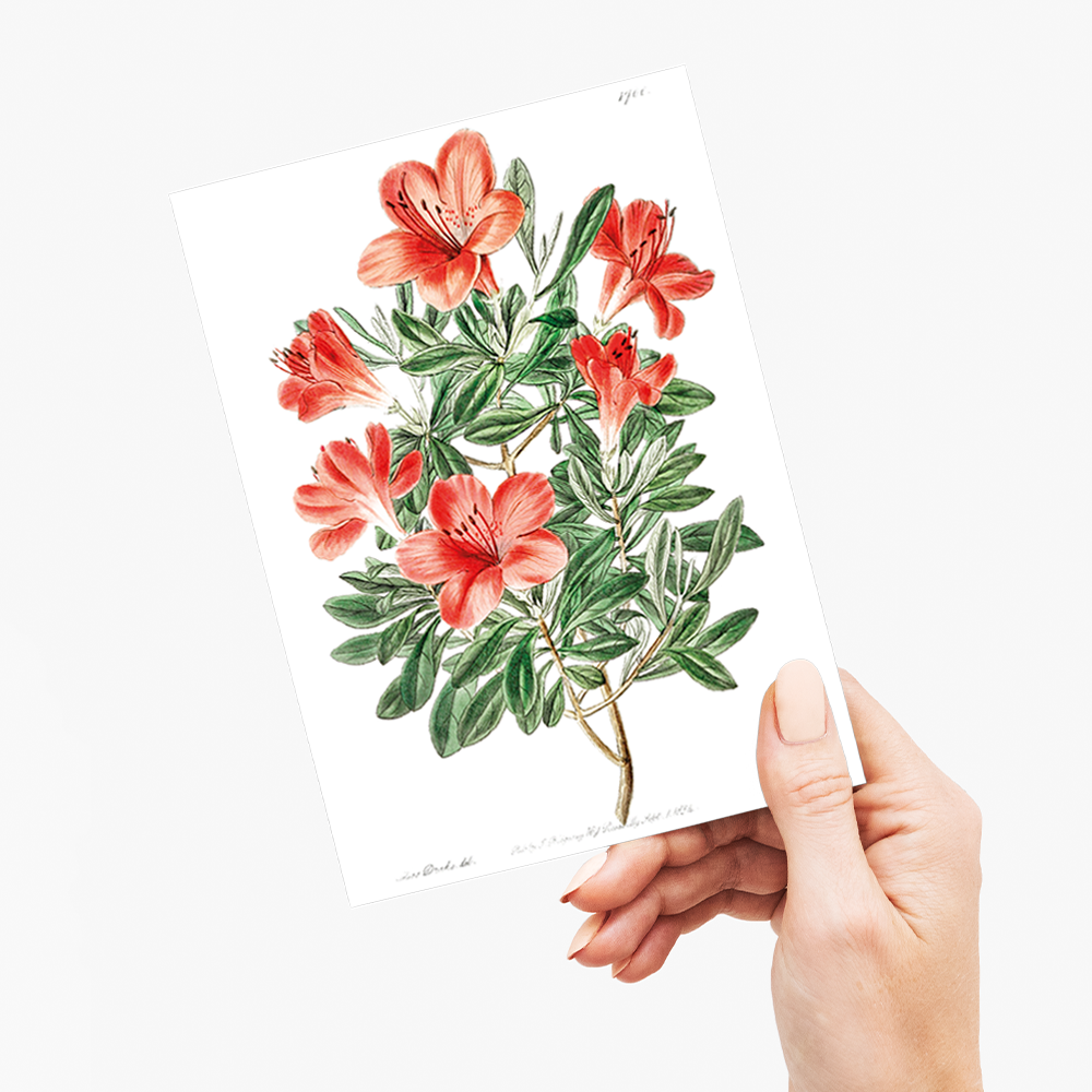 The brick-red Chinese azalea - Wenskaart