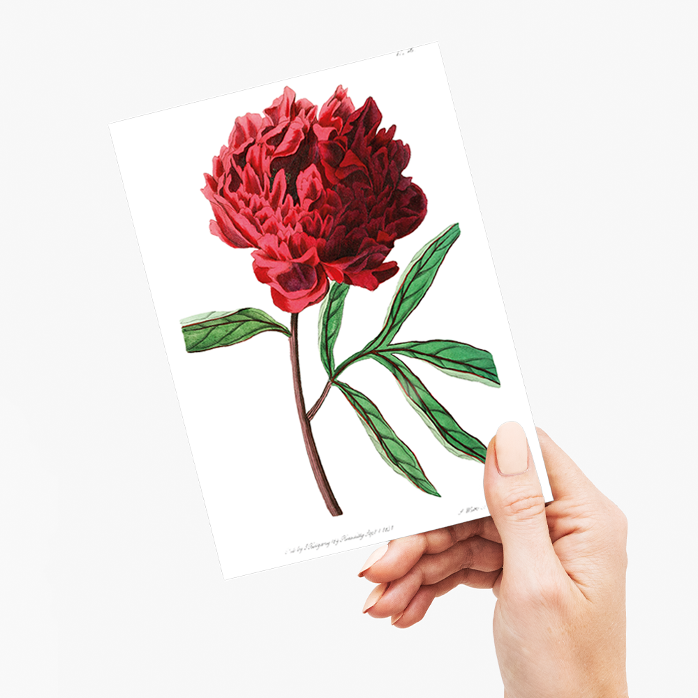 Pott's Chinese peony - Wenskaart