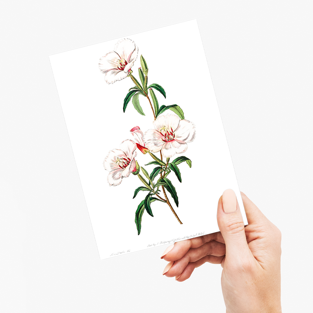 Wine-stained godetia - Wenskaart